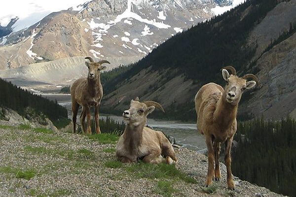 Banff Evening Wildlife Safari